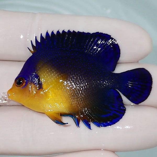 【現物3】sale スミレヤッコ 5.5cm±! 海水魚 ヤッコ 15時までのご注文で...