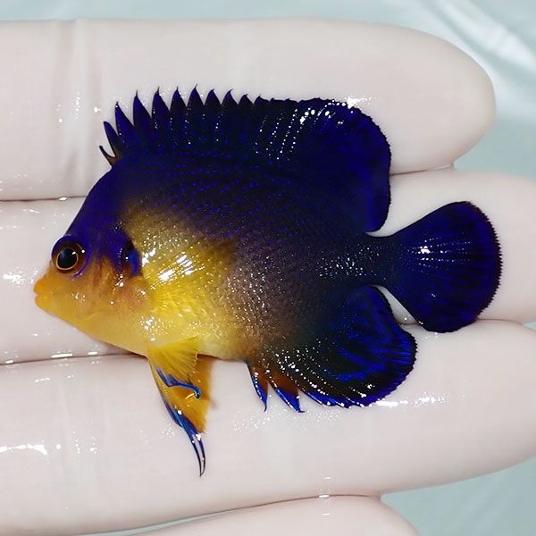 【現物4】sale スミレヤッコ 5cm±! 海水魚 ヤッコ 15時までのご注文で当...
