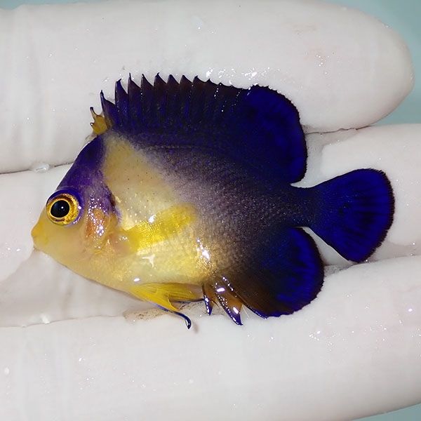 【現物1】sale スミレヤッコ 4.2cm±! 海水魚 ヤッコ 15時までのご注文で...