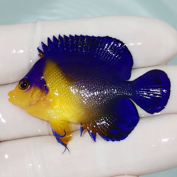 【現物5】sale スミレヤッコ 5cm±! 海水魚 ヤッコ 15時までのご注文で当...