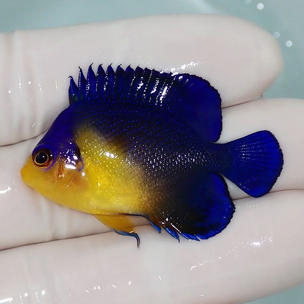 【現物6】sale スミレヤッコ 4.5cm±! 海水魚 ヤッコ 15時までのご注文で...