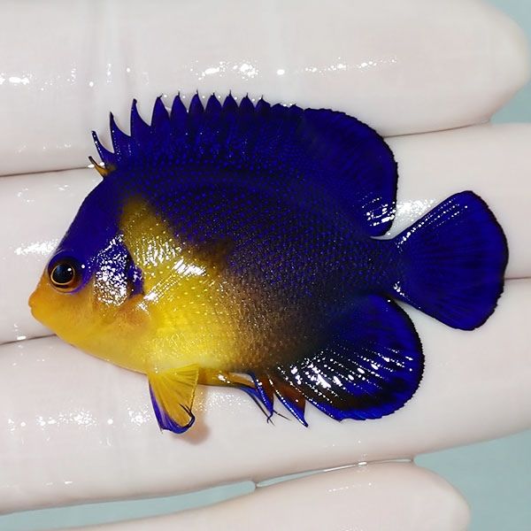 【現物14】sale スミレヤッコ 5.2cm±! 海水魚 ヤッコ 15時までのご注文...