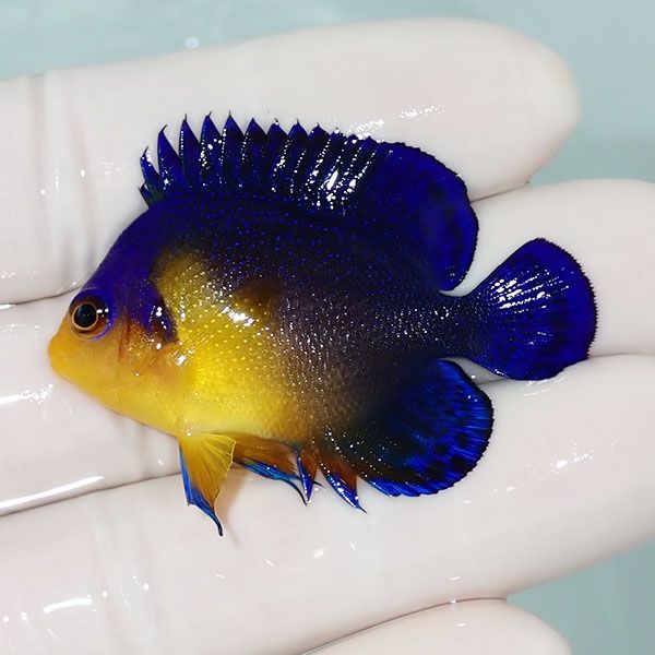 【現物15】sale スミレヤッコ 4.8cm±! 海水魚 ヤッコ 15時までのご注文...