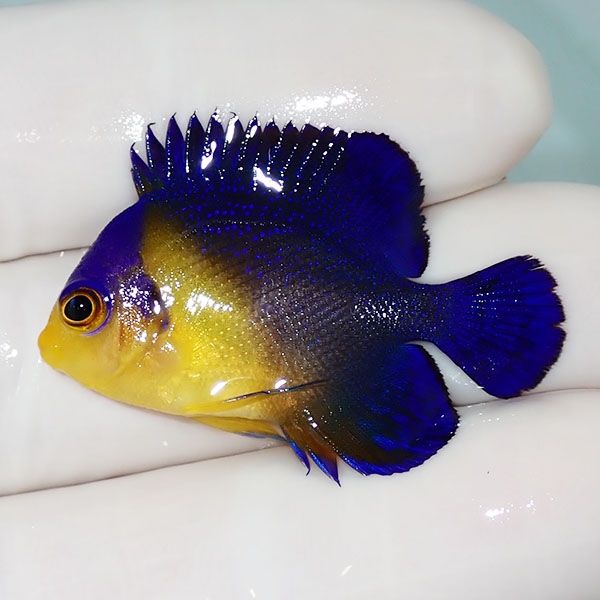 【現物16】sale スミレヤッコ 3.8cm±! 海水魚 ヤッコ 15時までのご注文...