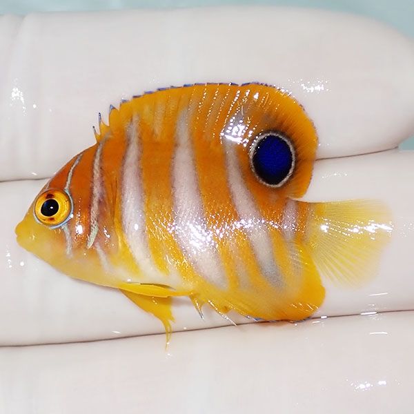 【現物1】ニシキヤッコ 4cm±!海水魚 ヤッコ15時までのご注文で当日発送(...