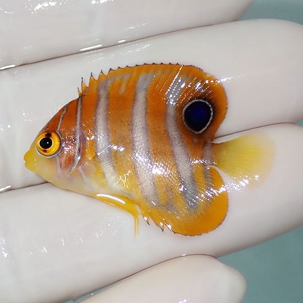 【現物2】ニシキヤッコ 3.5cm±!海水魚 ヤッコ15時までのご注文で当日発...