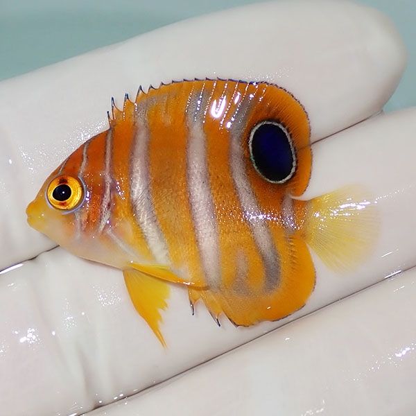 【現物3】ニシキヤッコ 3.5cm±!海水魚 ヤッコ15時までのご注文で当日発...