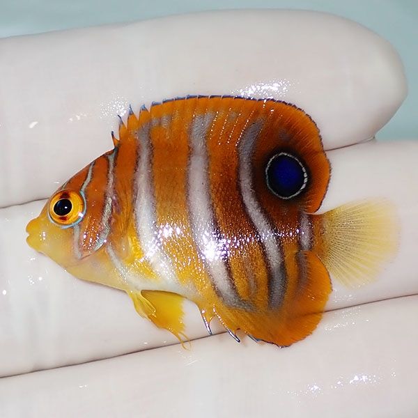 【現物4】ニシキヤッコ 3.7cm±!海水魚 ヤッコ15時までのご注文で当日発...