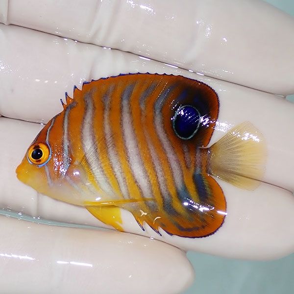 【現物5】ニシキヤッコ 5cm±!海水魚 ヤッコ15時までのご注文で当日発送(...