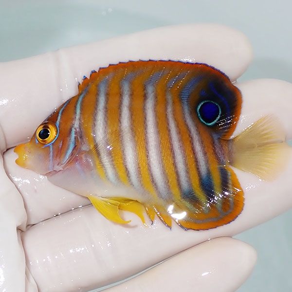 【現物6】ニシキヤッコ 6.5cm±!海水魚 ヤッコ15時までのご注文で当日発...
