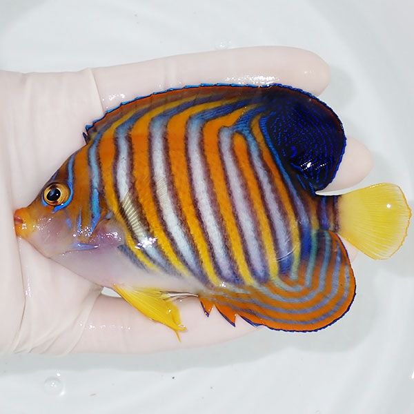 【現物8】ニシキヤッコ 11.5cm±!海水魚 ヤッコ15時までのご注文で当日発...