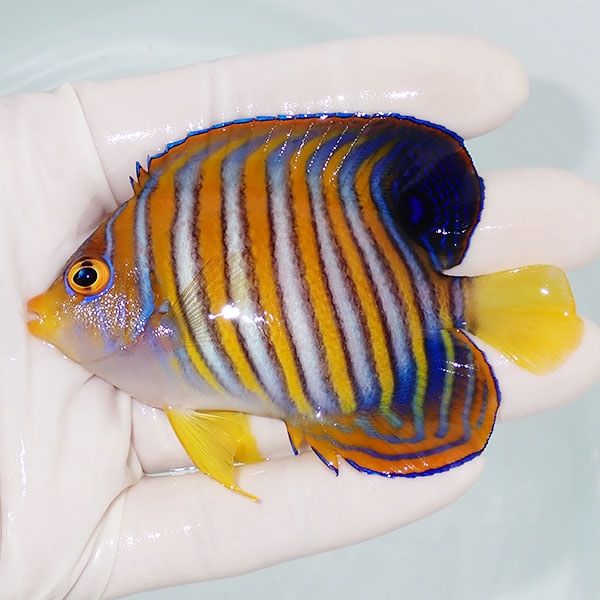 【現物9】ニシキヤッコ 8.5cm±!海水魚 ヤッコ15時までのご注文で当日発...