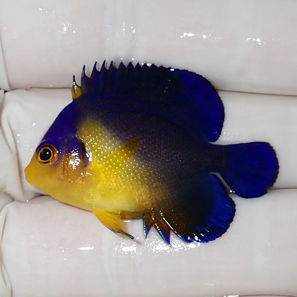 【現物2】sale スミレヤッコ 4cm±! 海水魚 ヤッコ 15時までのご注文で当...
