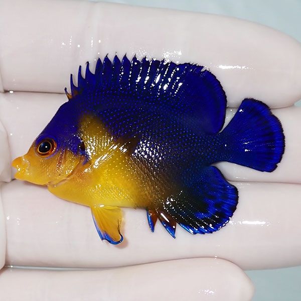 【現物10】sale スミレヤッコ 5.3cm±! 海水魚 ヤッコ 15時までのご注文...