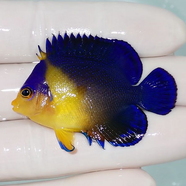 【現物11】sale スミレヤッコ 5cm±! 海水魚 ヤッコ 15時までのご注文で...