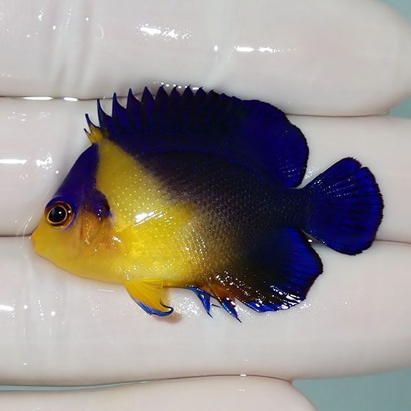 【現物12】sale スミレヤッコ 4.5cm±! 海水魚 ヤッコ 15時までのご注文...