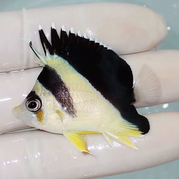 【現物5】バーゲスバタフライ 5cm±! 海水魚 チョウチョウウオ 15時まで...