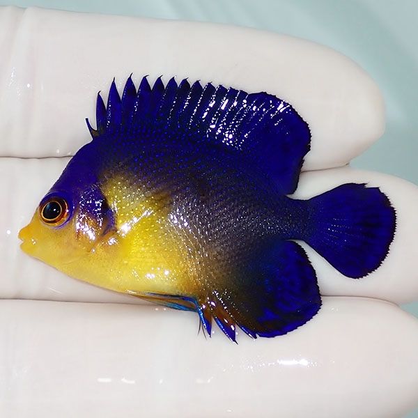 【現物20】sale スミレヤッコ 4.5cm±! 海水魚 ヤッコ 15時までのご注文...