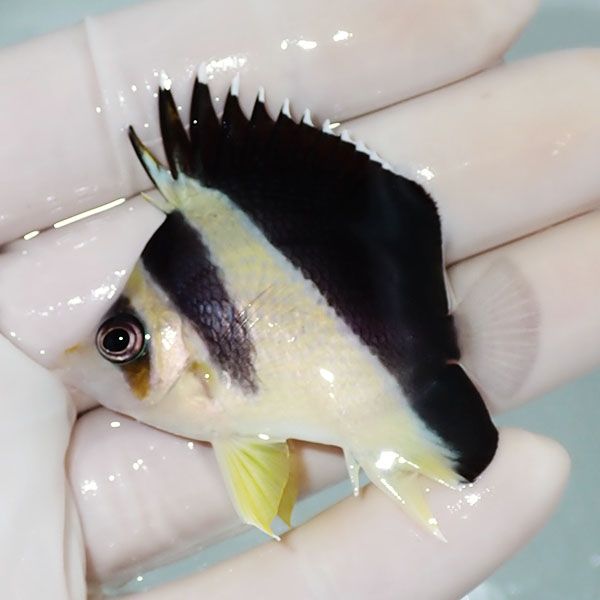 【現物6】バーゲスバタフライ 5.3cm±! 海水魚 チョウチョウウオ 15時ま...
