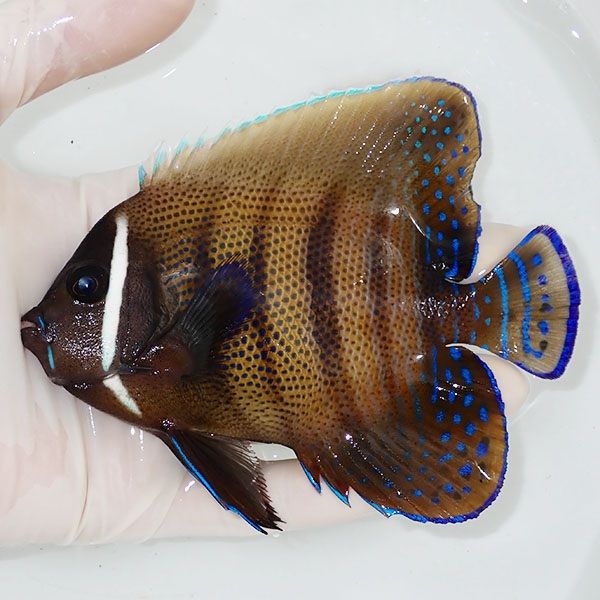 【現物3】ロクセンヤッコ 12.5cm± ! 海水魚 ヤッコ 15時までのご注文で...