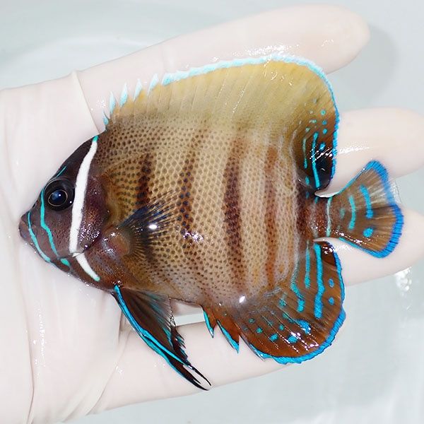 【現物2】ロクセンヤッコ 9cm± ! 海水魚 生体 15時までのご注文で当日発...