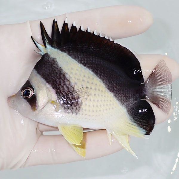 【現物1】バーゲスバタフライ 9cm±! 海水魚 チョウチョウウオ 15時まで...