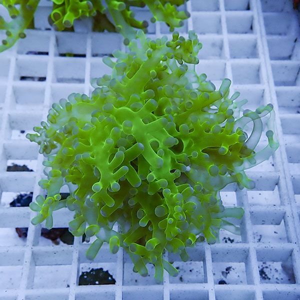【サンゴ現物1】タコアシサンゴ フラグ!15時までのご注文で当日発送 【...