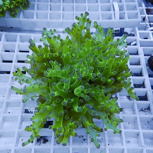 【サンゴ現物2】タコアシサンゴ フラグ !15時までのご注文で当日発送 【...
