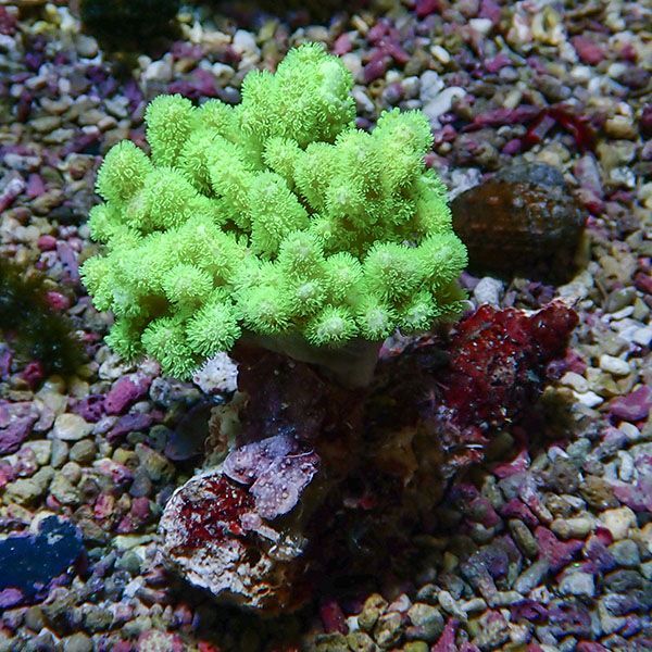 【サンゴ現物1】トサカ.sp 6-7cm 沖縄産!15時までのご注文で当日発送 【...