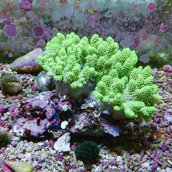 【サンゴ現物2】トサカ.sp 12-10cm 沖縄産!15時までのご注文で当日発送 ...