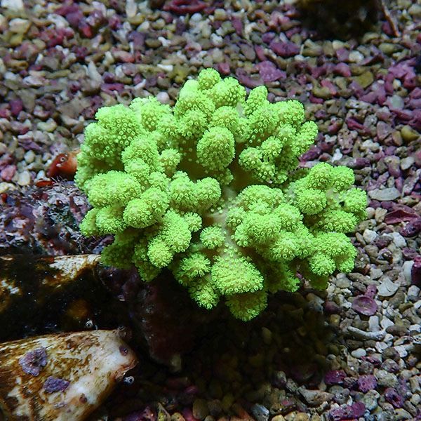【サンゴ現物3】トサカ.sp 7-8cm 沖縄産!15時までのご注文で当日発送 【...