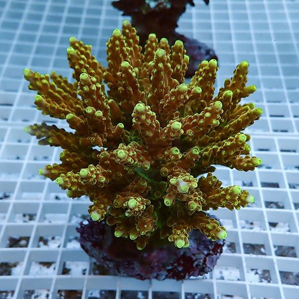【サンゴ現物2】ブリードミドリイシ !15時までのご注文で当日発送 【ミ...