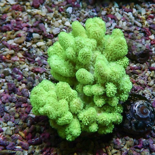 【サンゴ現物5】トサカ.sp 7-8cm沖縄産!15時までのご注文で当日発送 【...