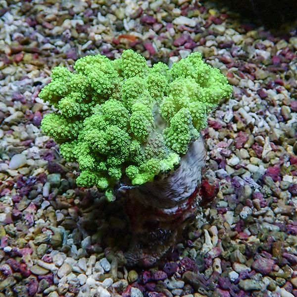 【サンゴ現物7】トサカ.sp 6-7cm沖縄産!15時までのご注文で当日発送 【...