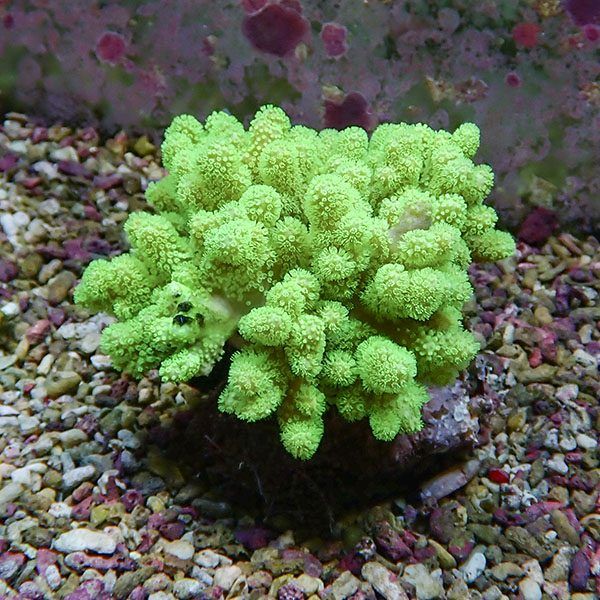 【サンゴ現物8】トサカ.sp 8-9cm沖縄産!15時までのご注文で当日発送 【...