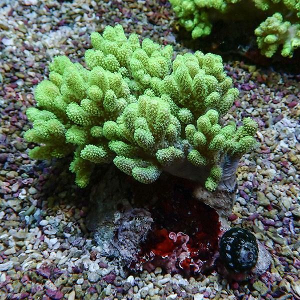 【サンゴ現物9】トサカ.sp 11-11cm沖縄産!15時までのご注文で当日発送 ...