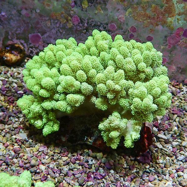 【サンゴ現物10】トサカ.sp 12-11cm 沖縄産!15時までのご注文で当日発送...