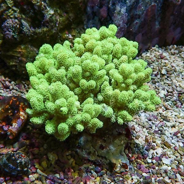 【サンゴ現物11】トサカ.sp 10-11cm沖縄産!15時までのご注文で当日発送 ...
