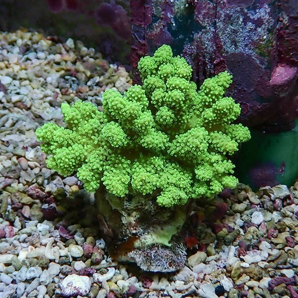 【サンゴ現物12】トサカ.sp 7-7cm沖縄産!15時までのご注文で当日発送 【...