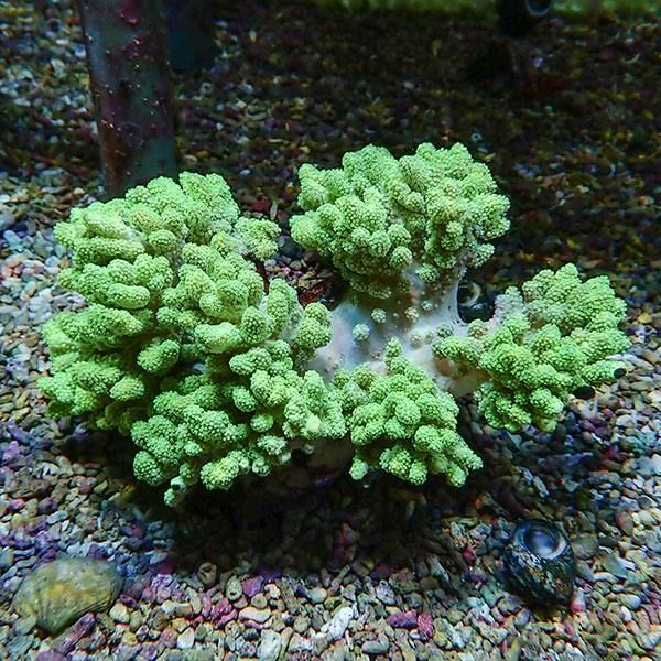 【サンゴ現物13】トサカ.sp 14-11cm沖縄産!15時までのご注文で当日発送 ...