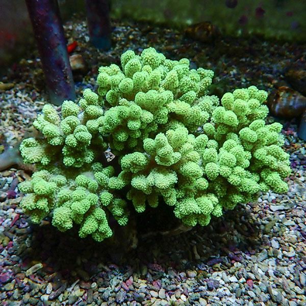【サンゴ現物14】トサカ.sp 15-14cm沖縄産!15時までのご注文で当日発送 ...