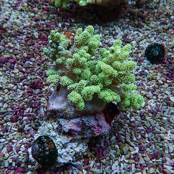 【サンゴ現物15】トサカ.sp 9-11cm沖縄産!15時までのご注文で当日発送 ...