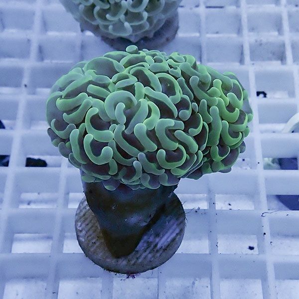 【サンゴ現物28】ナガレハナサンゴ フラグ!15時までのご注文で当日発送 ...