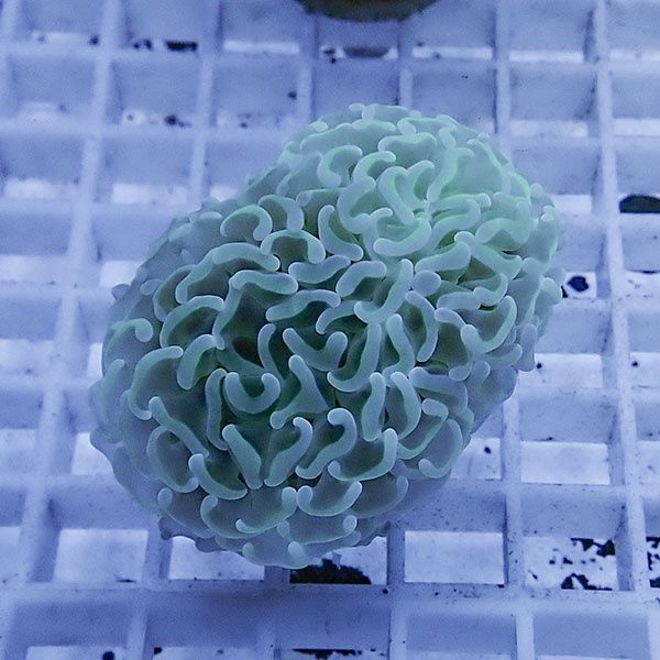 【サンゴ現物29】ナガレハナサンゴ フラグ!15時までのご注文で当日発送 ...