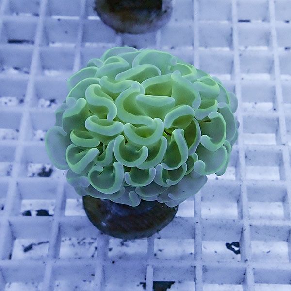 【サンゴ現物30】ナガレハナサンゴ フラグ!15時までのご注文で当日発送 ...