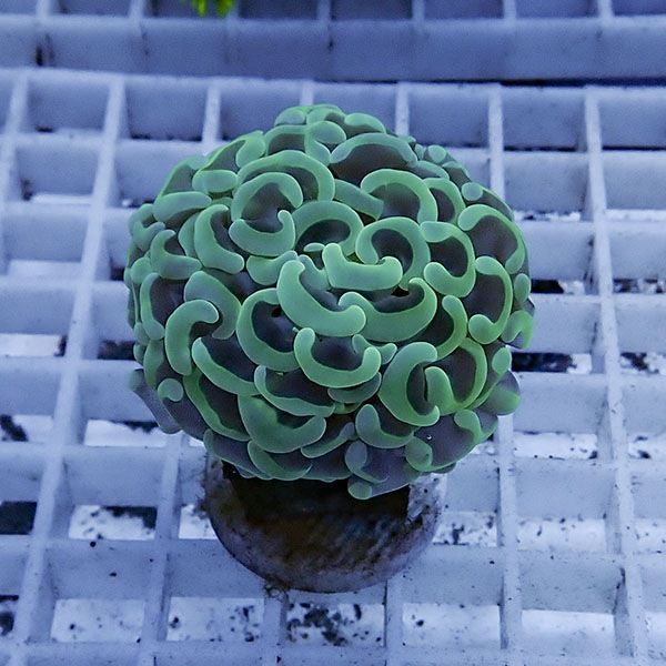 【サンゴ現物31】ナガレハナサンゴ フラグ!15時までのご注文で当日発送 ...