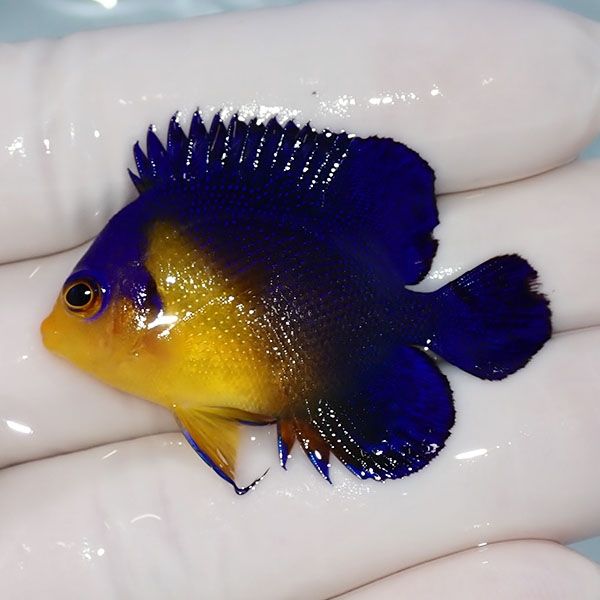 【現物7】sale スミレヤッコ 4.5cm±! 海水魚 ヤッコ 15時までのご注文で...