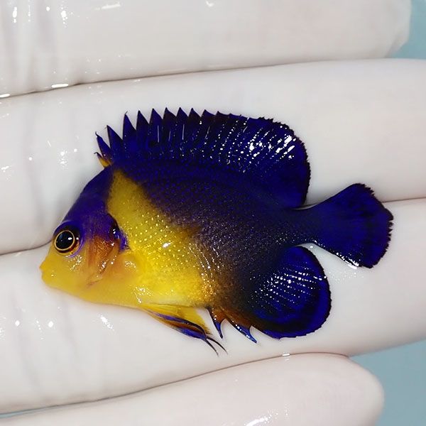 【現物9】sale スミレヤッコ 4cm±! 海水魚 ヤッコ 15時までのご注文で当...