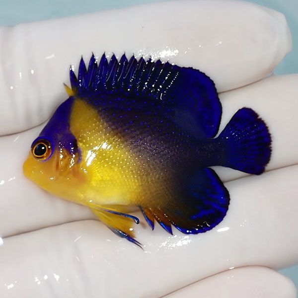 【現物17】sale スミレヤッコ 4.5cm±! 海水魚 ヤッコ 15時までのご注文...