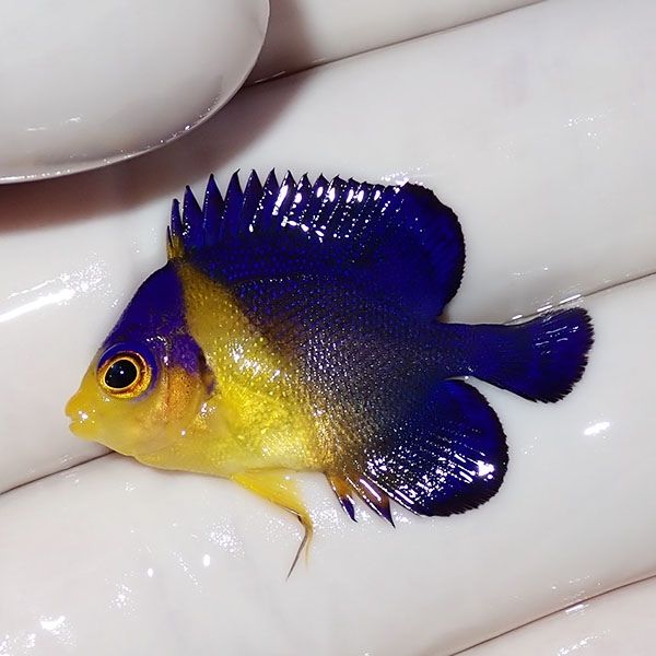 【現物3】sale スミレヤッコ 3cm±! 海水魚 ヤッコ 15時までのご注文で当...